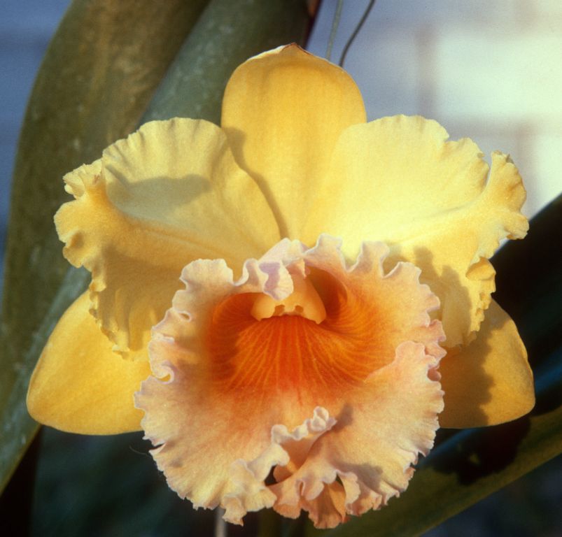 Blc. Golconda Beauty 'Golden Orb', Program 4 slide 49, February 1965, roll 196502H slide 17