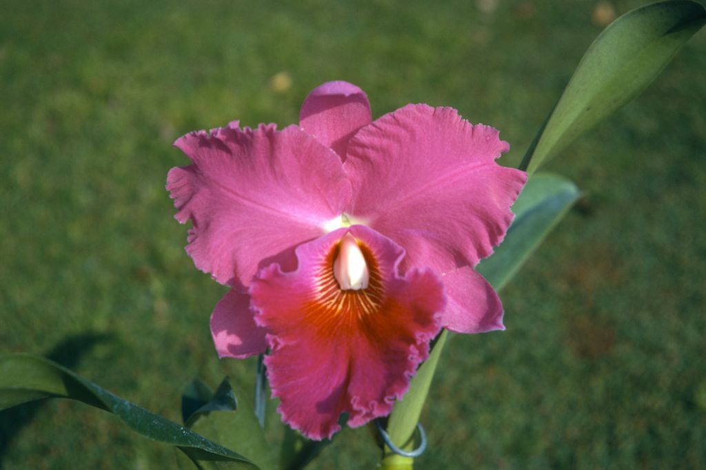 Blc. Norman's Bay 'Linda' AM[/AOS AM/ODC], Program 5 slide 22.  The original award record from January 13, 1958, Orchid Society of Southern California, Hollywood, CA, gives the cultivar name as 'Lynda'.  The exhibitor was Robert Fujino.