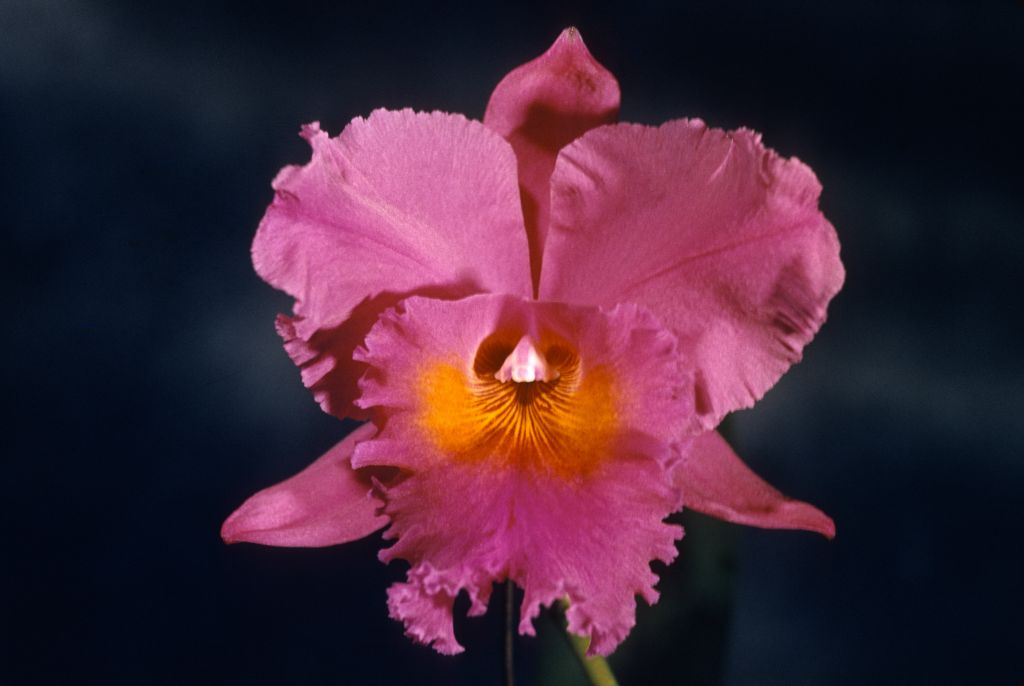 Blc. Herons Ghyll, Program 5 slide 25, no date on slide.   Stamped on front, Armacost & Royston.