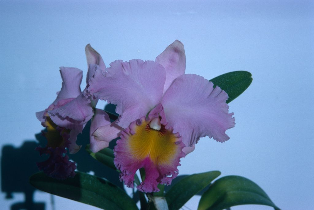 Blc. Ranger Six, Program 5 slide 28, no date on slide.  Stamped on front, "Armacost & Royston".