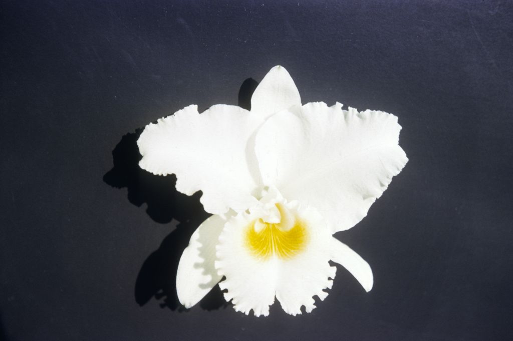 Blc. Ranger Six 'Magic' AM[/AOS AM/ODC], Program 5 slide 29, no date on slide