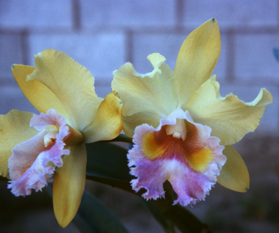 Blc. Golconda Beauty 'Ming Yellow', Program 5 slide 32, digital image copied from Program 4 slide 48, February 1965, roll 196502H slide 18