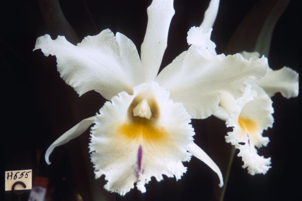 Blc. Nanette 'Alba', Program 5 slide 9, duplicate slide made in January 1971