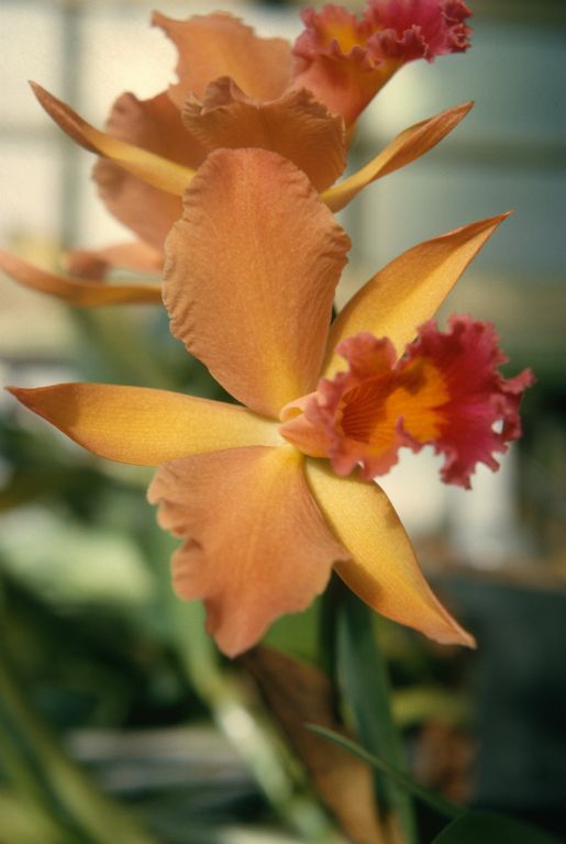 Blc. Mellowglow 'Greenbriar' AM/AOS, Program 8 slide 31, January 1966, roll 196601H6 slide 15