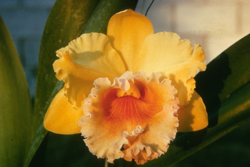 Blc. Golconda Beauty 'Golden Orb', Program 8 slide 41, duplicate slide made in October 1965