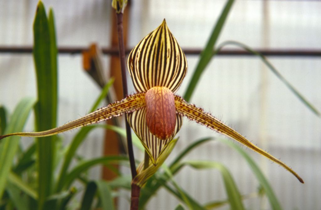 Paphiopedilum rothschildianum, Norris Powell's, July 1967, roll 196707H3 slide 10