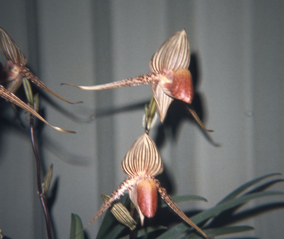 Paphiopedilum rothschildianum ['Cowan'], "Lloyd DeGarmo, plant of Lee Lenz", at the Southland Orchid Show and 13th Western Orchid Congress, Arcadia, CA, April 4, 1968, roll 196804 slide 12, 126 format.  The plant received CCM/AOS, AOS records credit it to Lee W. Lenz, with cultivar name 'Cowan'.  Perhaps DeGarmo included some of Lenz's plants in his own display?