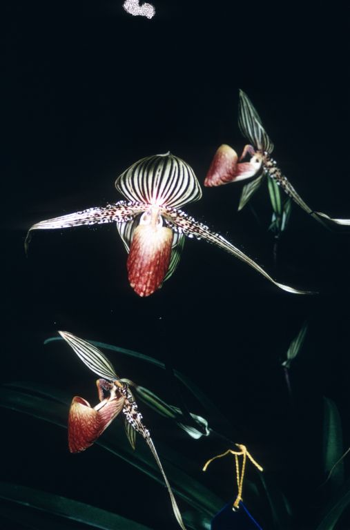 Paphiopedilum rothschildianum, Duplicate Slide 15, made May 1968, roll 196805H8.