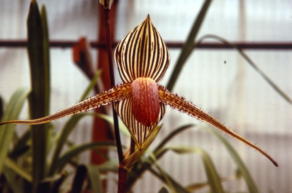 Paphiopedilum rothschildianum greenhouse view, Duplicate Slide 14, made January 1971, roll 197101H8.