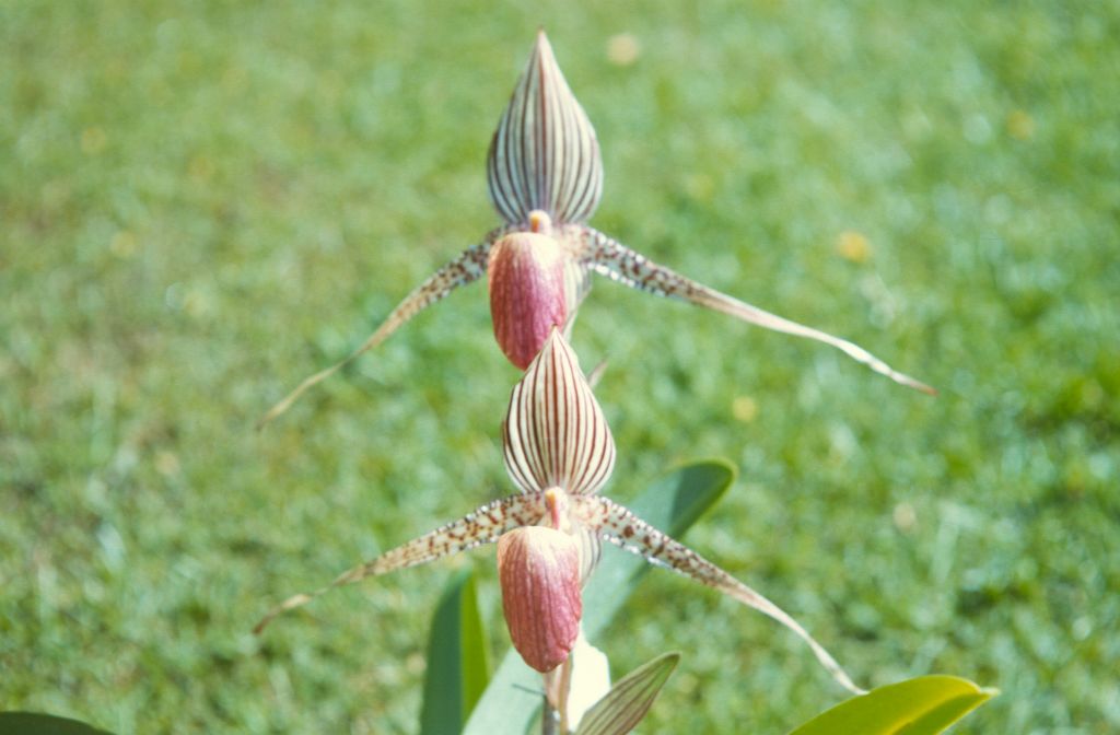 Paphiopedilum rothschildianum 'Mt. Kinabalu', Cryder's, April 1972, roll 197204H7 slide 2