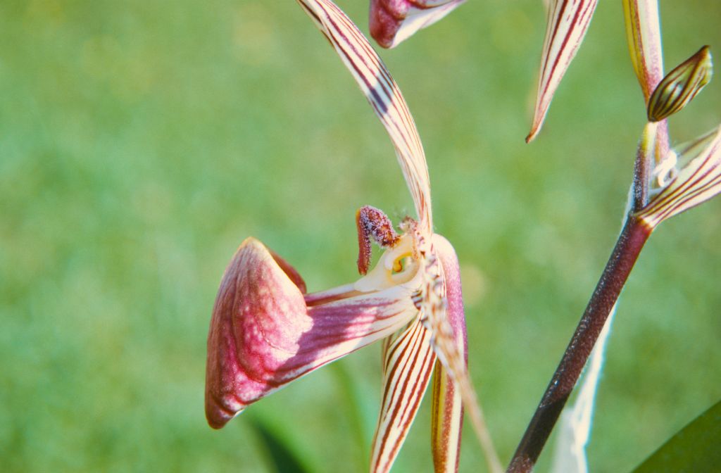 Paphiopedilum rothschildianum 'Mt. Kinabalu', Cryder's, side view, April 1972, roll 197204H7 slide 3