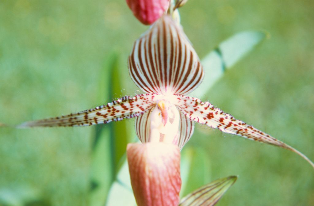 Paphiopedilum rothschildianum 'Mt. Kinabalu', Cryder's, April 1972, roll 197204H7 slide 4