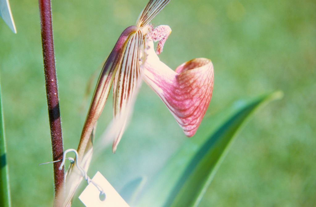 Paphiopedilum rothschildianum 'Mt. Kinabalu', Cryder's, side view, April 1972, roll 197204H7 slide 5