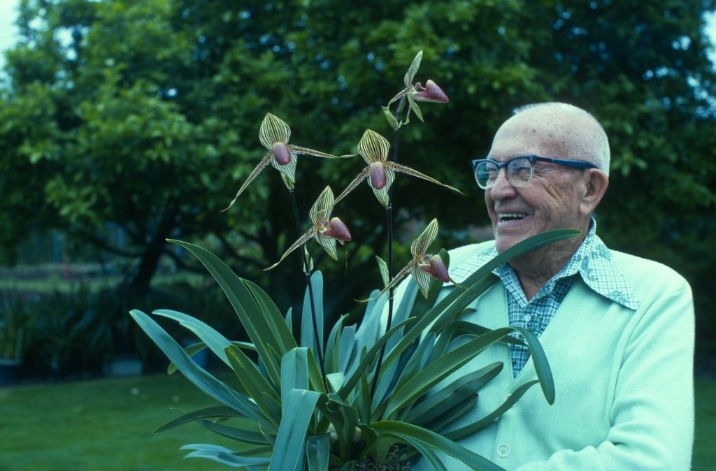 Paphiopedilum rothschildianum, unidentified grower, October 1976, roll 197610P5 slide 3