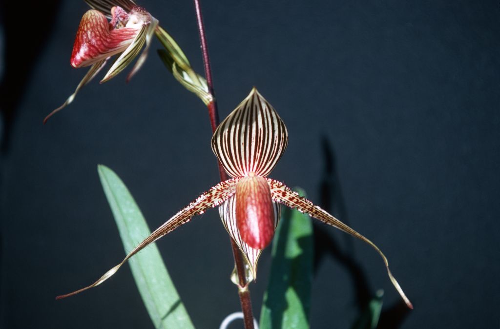 Paphiopedilum rothschildianum, May 1977, roll 197705H2black70 slide 14