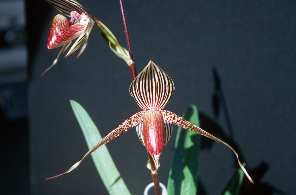 Paphiopedilum rothschildianum, May 1977, roll 197705H2black70 slide 15