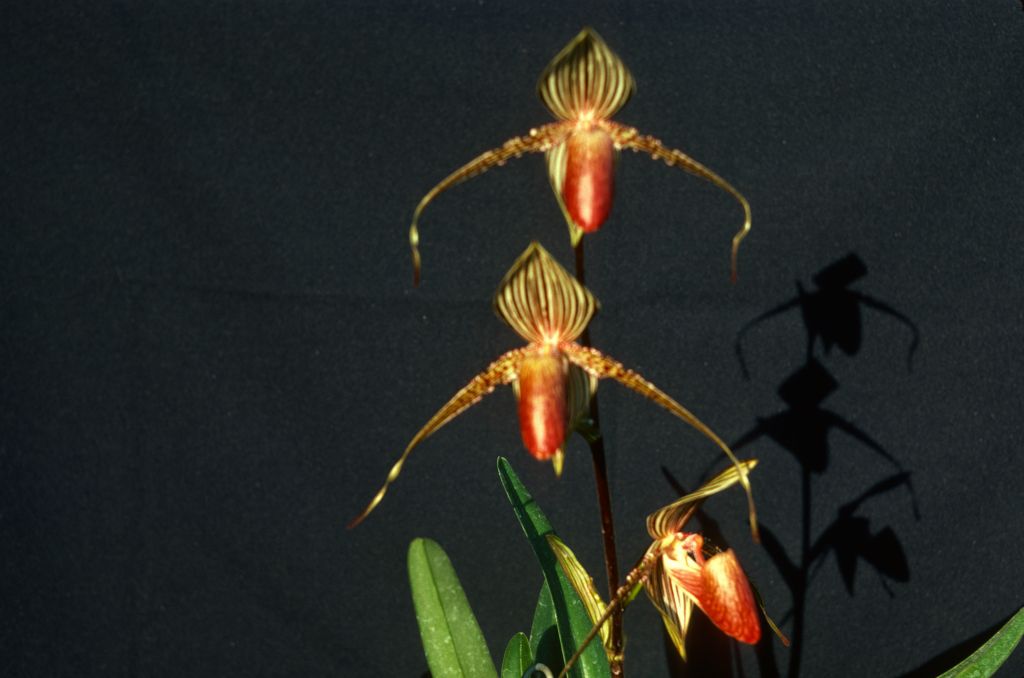 Paphiopedilum rothschildianum, May 1977, roll 197705H2red slide 11