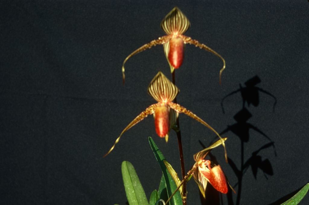 Paphiopedilum rothschildianum, May 1977, roll 197705H2red slide 12