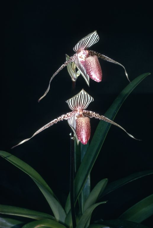 Paphiopedilum rothschildianum 'Charles E.' K70U1, Program 2 slide 10, August 1970, roll 197008 slide 2