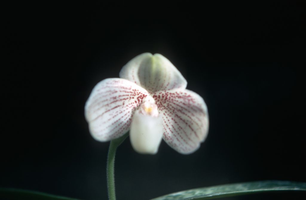 Paphiopedilum keyesianum, May 1971, roll 197105H7 slide 9