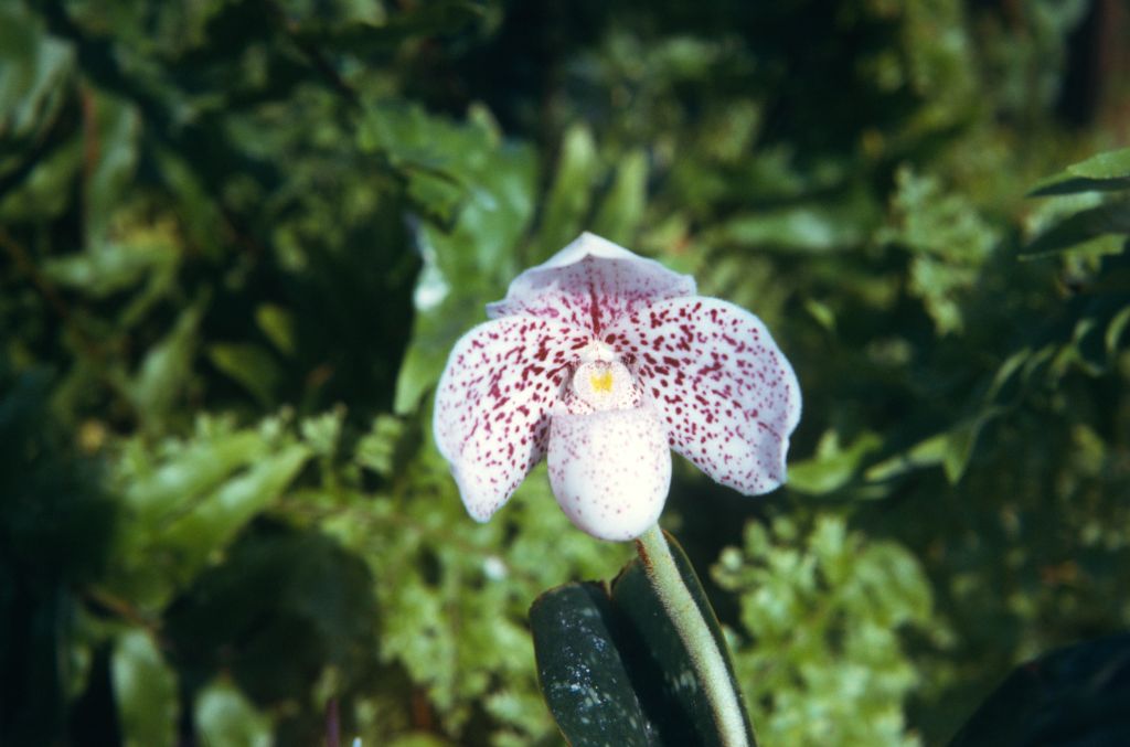 Paphiopedilum keyesianum, September 1974, roll 197409H3 slide 11