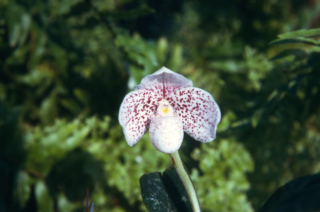 Paphiopedilum keyesianum, September 1974, roll 197409H3 slide 12