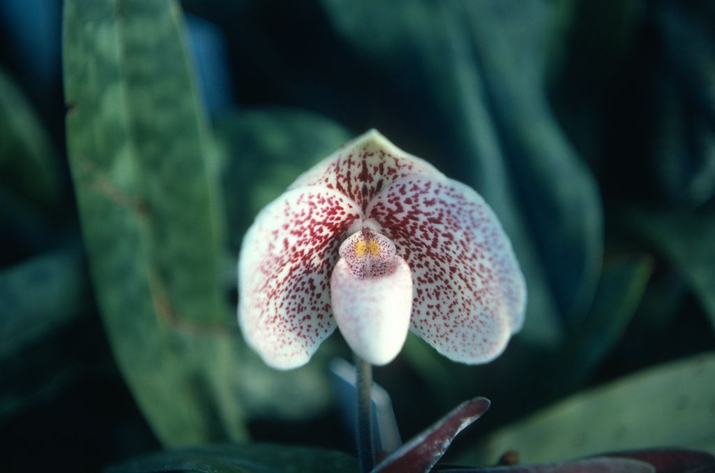 Paphiopedilum ang-thong, September 1976, roll 197609H2 slide 4